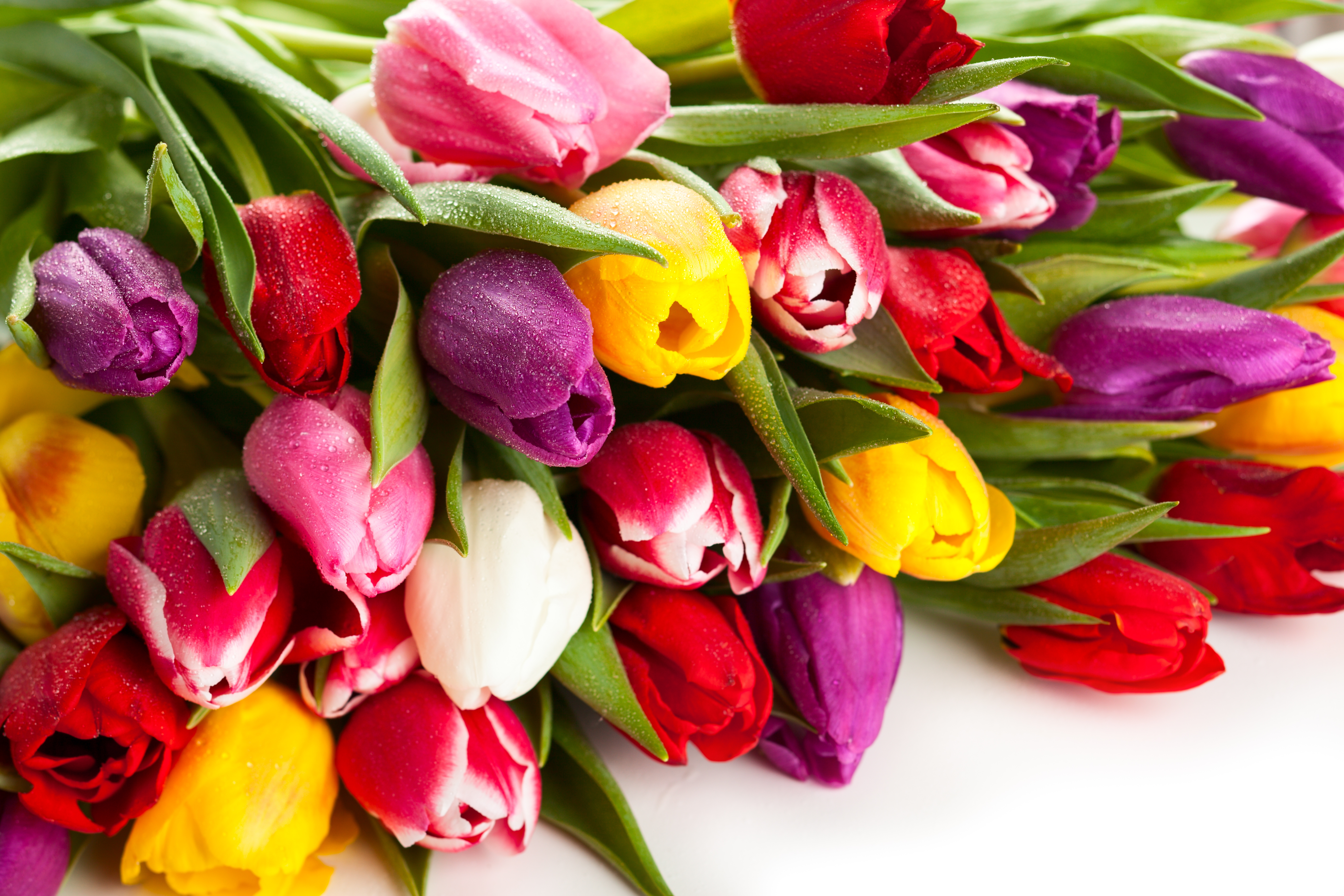 Тюльпан и значение его цвета