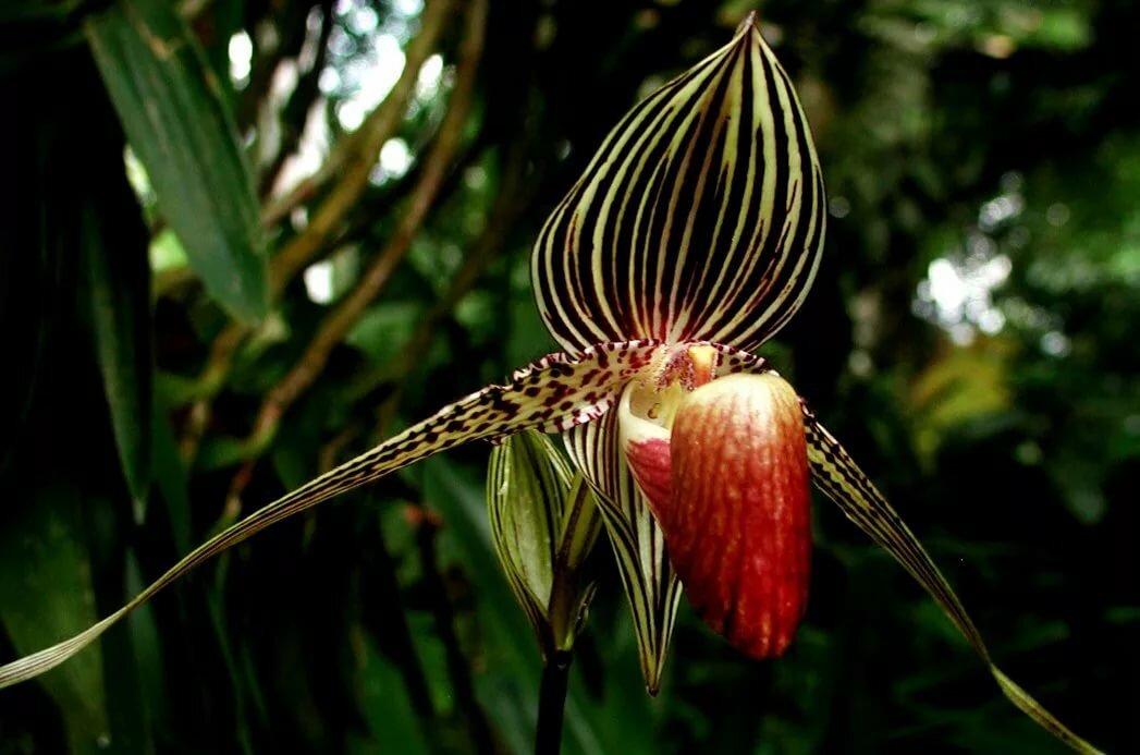 Орхидея "Золото Кинабалу"– один самых дорогих цветов мира