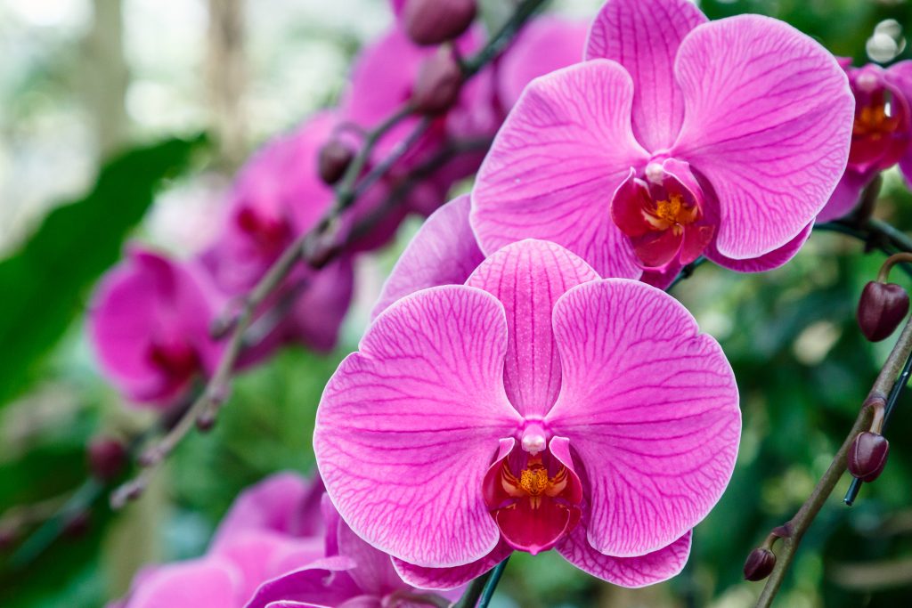 Тайны вашей орхидеи