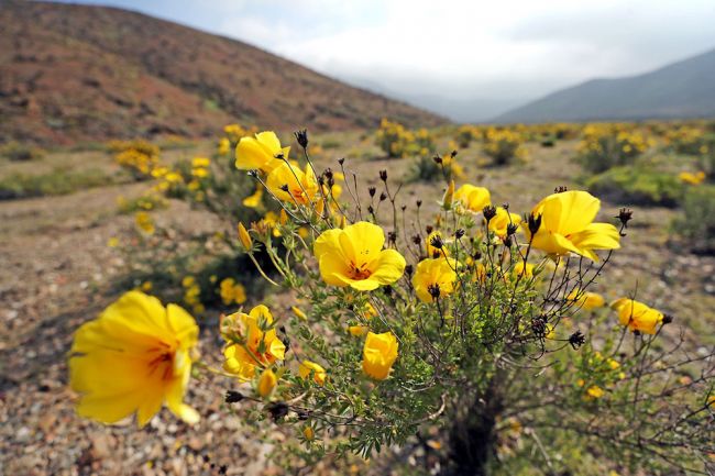 Самая сухая пустыня мира покрылась дикими цветами